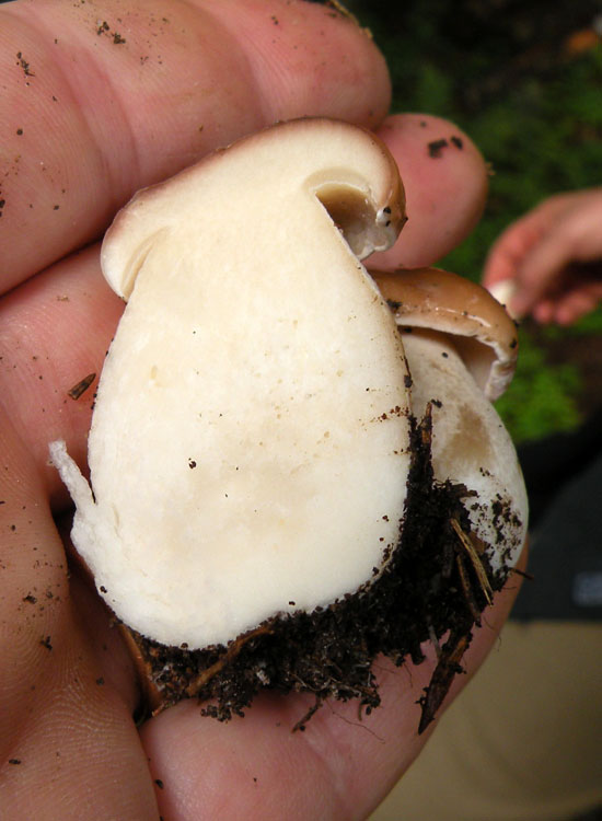 Tutti Boletus edulis?